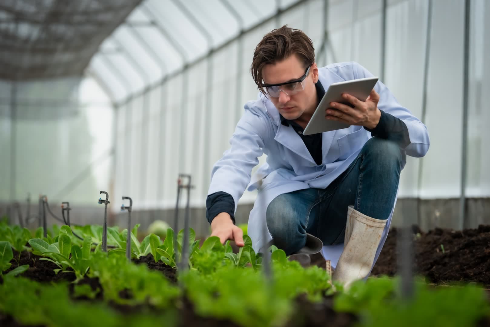 Scientist checking plants in a greenhouse