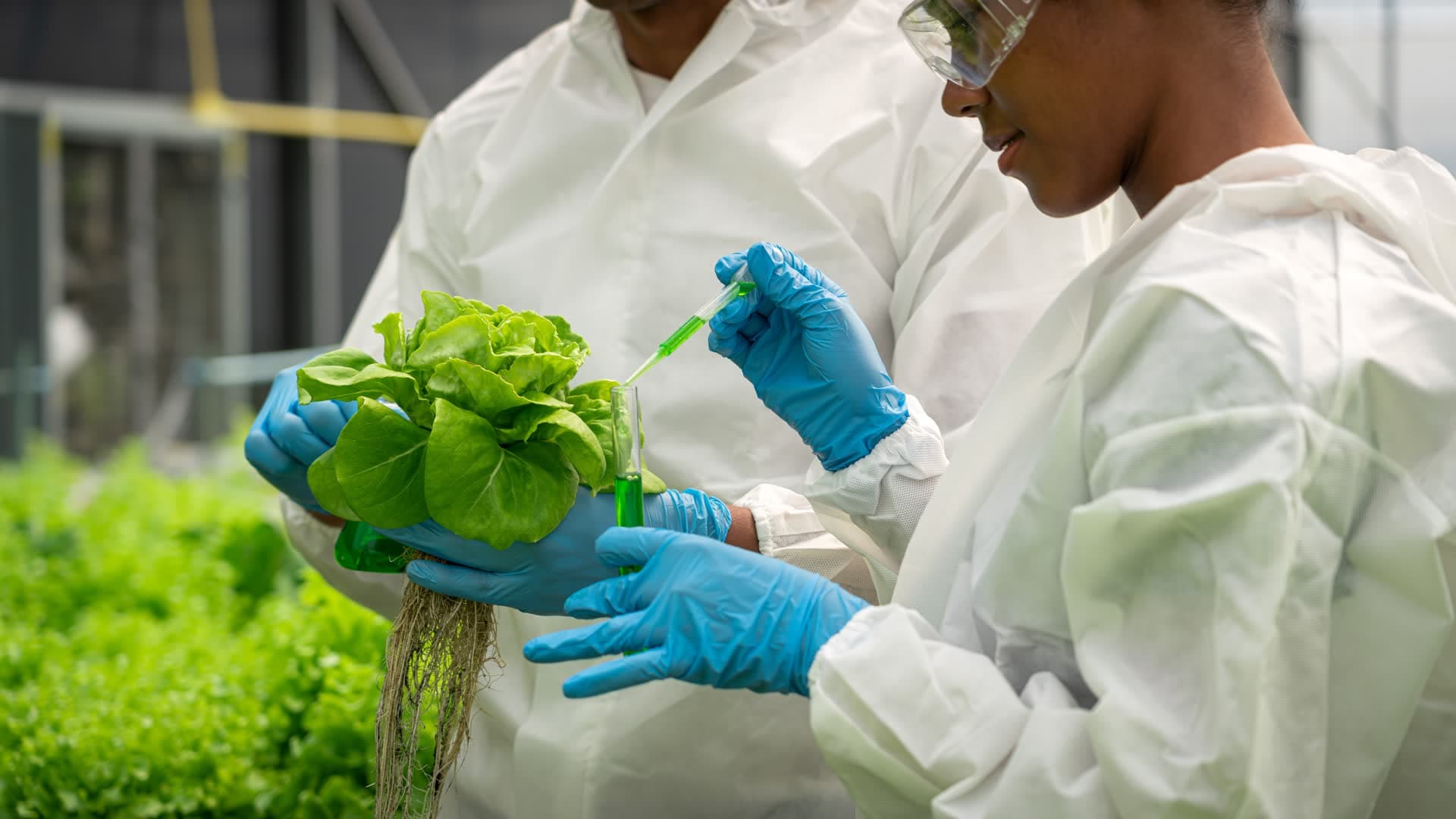 Scientist collecting plant samples in a greenhouse